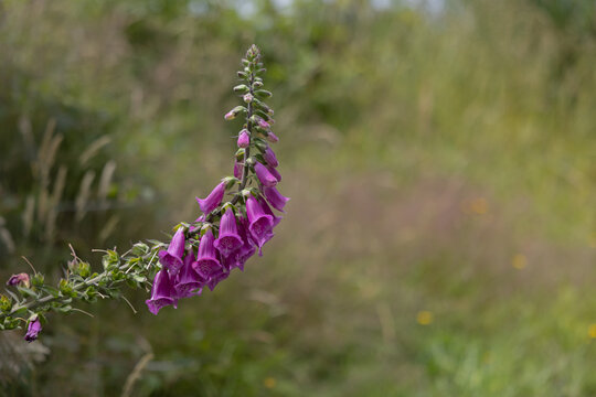 Purple foxglove flower blooming in a field