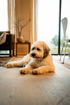 A sheepadoodle dog relaxes inside a beautiful modern home