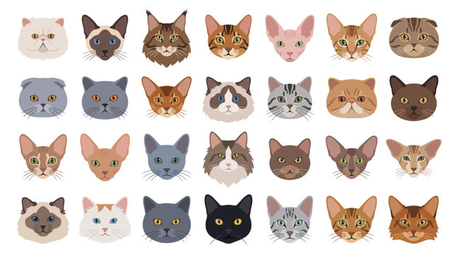 Set of various cat breeds illustrated as flat vector icons on a white background.