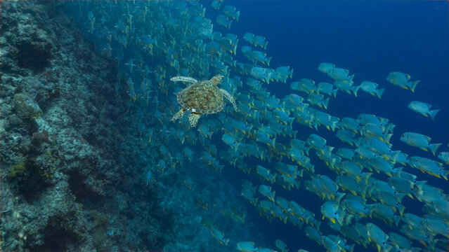 Green Turtle swimming above a huge school of fish 