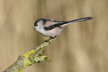 Long-tailed tit (Aegithalos caudatus) perched on a mossy tree branch, close-up full body shot of a small fluffy songbird in its natural habitat with a soft blurred background © Badr