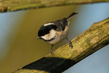 Coal tit bird perching on a mossy tree branch in the forest © Badr
