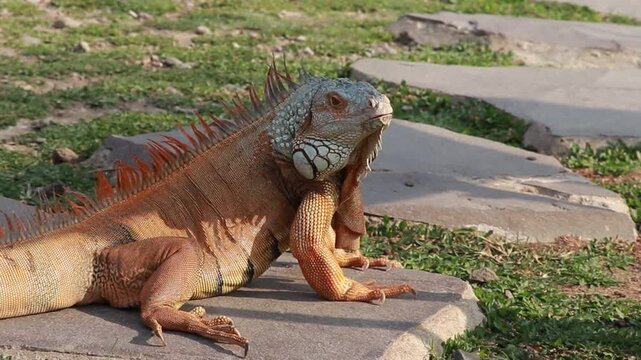 Large green and orange iguana lizard resting on grey stone tiles in natural outdoor park sunlight