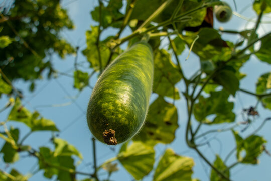 Fresh organic bottle gourd hanging on a vine in garden