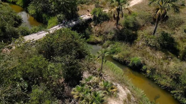 Vereda stream flows beneath buriti palms and beside a narrow footbridge in Grande Sertao Veredas, Minas Gerais, Brazil, within the Cerrado, drone parallax descent.