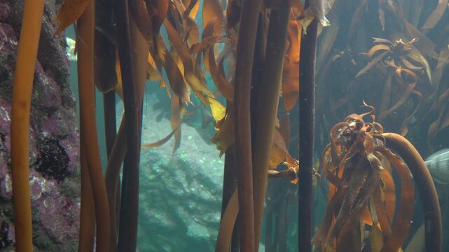 Fish hiding between the swaying kelp underwater