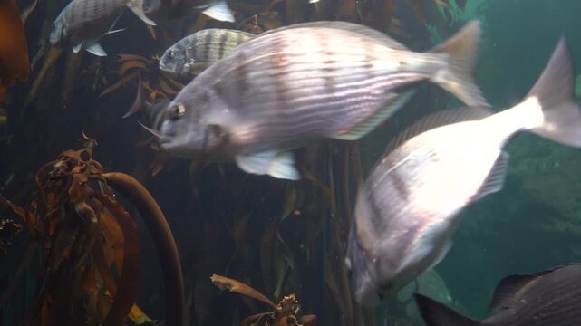 Lots of fish swimming among the kelp in the kelp forest