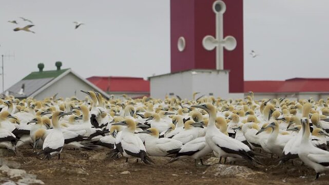 Slow motion telephoto shot of a packed Cape gannet rookery on Bird Island with a red lighthouse structure rising behind the birds.