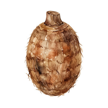 Watercolor illustration of a whole taro root (talas) on white background, tropical vegetable, healthy food, hand-painted style, botanical art, isolated, fresh, rustic, organic, natural, cooking ingred