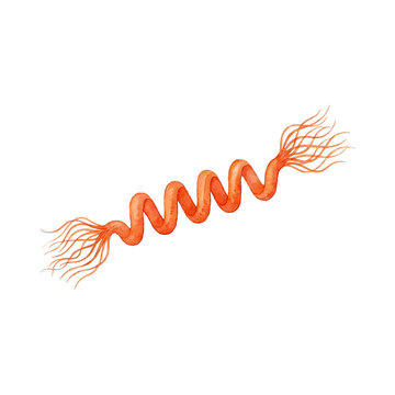Watercolor illustration of Anabaena cyanobacteria filament, blue-green algae chain
