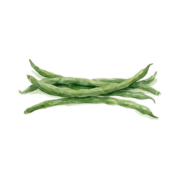Watercolor illustration of long green yardlong beans on white background