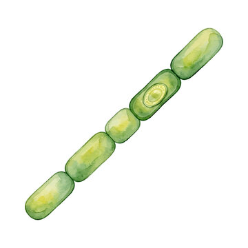 Watercolor illustration of a chain of rod-shaped bacillus bacteria, Bacillus anthracis, scientific microbiology art
