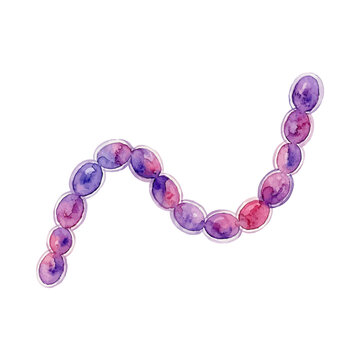 Watercolor illustration of a chain of oval cocci bacteria Streptococcus