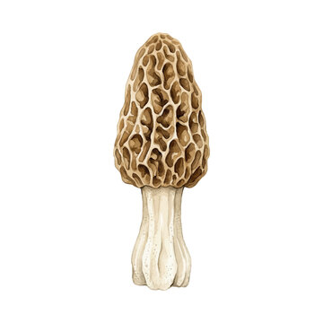 Watercolor Illustration of a Single Morel Mushroom Morchella esculenta on White Background