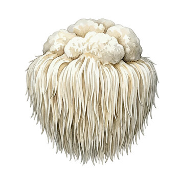 Watercolor illustration of a lion's mane mushroom on a white background