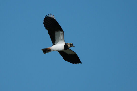 Northern lapwing (Vanellus vanellus) in flight flying in the clear blue sky with wings spread