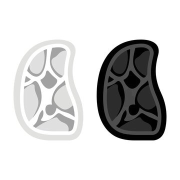 Cross section of bone with spongy trabecular structure