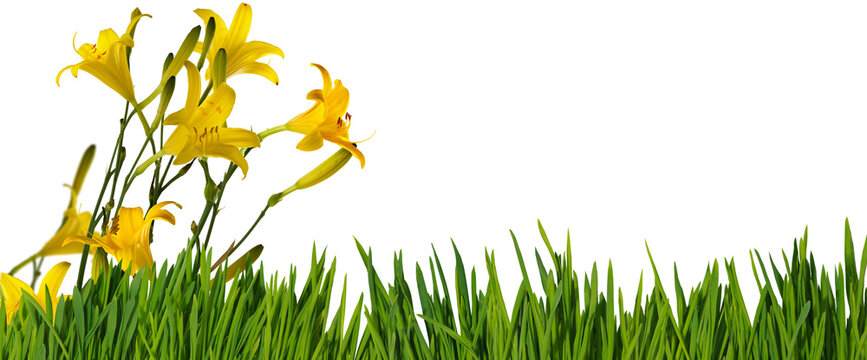 Bright yellow flowers and green grass in a sunny garden setting isolated on transparent background, PNG file