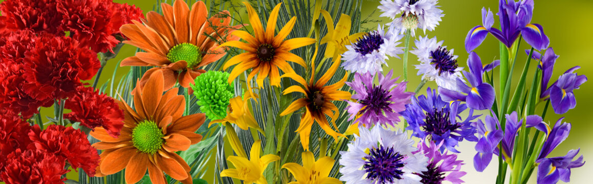 Different types of flowers arranged together in bright colors on a green background