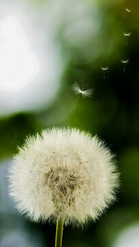 Dandelion seeds float away in a garden during a sunny day