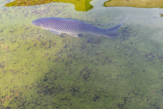 Large carp fish swimming in clear water of a green pond.High angle shot of a big common carp or koi carp swimming near the surface. Aquatic nature concept with clear water showing underwater moss, roc