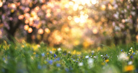 Fototapeta premium A beautiful sunlit field filled with vibrant wildflowers in soft focus, surrounded by blossoming trees, creating a tranquil and colorful spring atmosphere.