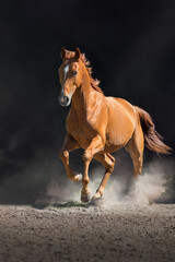 Obraz premium Red horse free run in dust