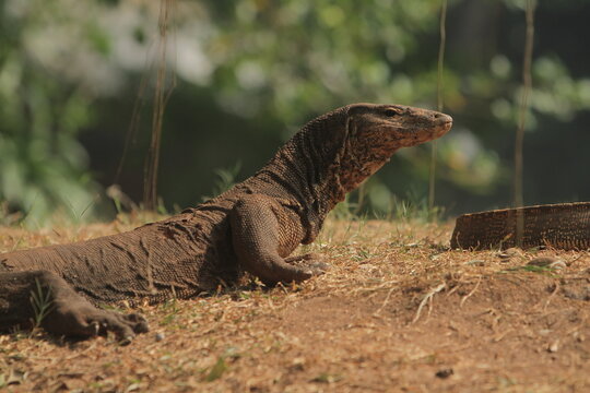 A side view of a salvator lizard crawling through the grass while observing its surroundings