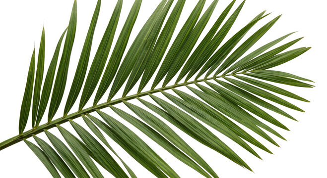 Close-up of a vibrant green palm frond with intricate leaf patterns on a white background