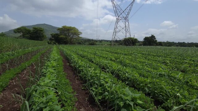 High Angle Tilt Down Over High Voltage Power Infrastructure Revealing Vibrant Green Farm Rows Swaying Merrily in the Blowing Countryside Wind