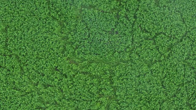 Drone camera flying forward over a vast and dense green jungle canopy, revealing the lush, textured treetops of a pristine and untouched tropical rainforest environment from a top-down perspective