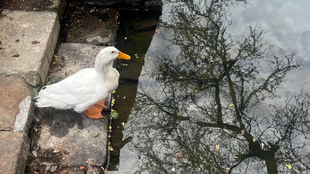 A white Pekin duck standing on a stone edge near a calm pond with beautiful tree reflections