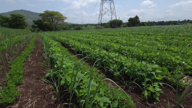 Tilt Up View from Lush Intersubject Farming Crop Rows Reveal a Massive Steel Grid Transmission Tower Bridging Agricultural Industry and Power Utilities