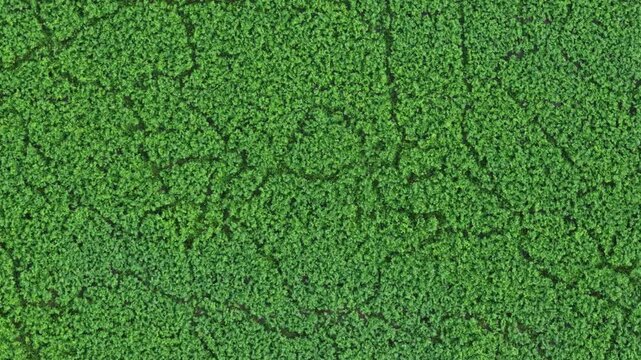 Stunning aerial perspective slowly flying over an endless dense green forest canopy, showcasing the lush treetops of a vast tropical jungle landscape from a high altitude top-down view
