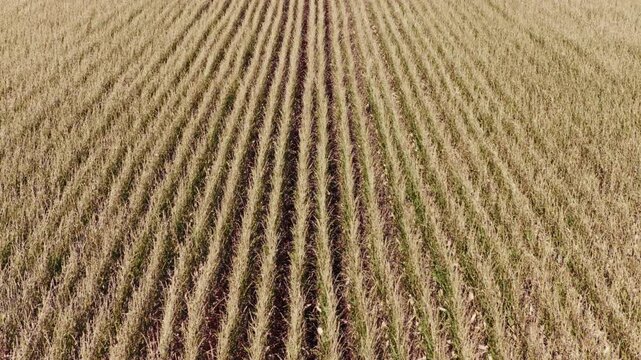 Aerial footage moving backwards over a large cultivated field with straight, parallel rows of dry crops, creating a symmetrical pattern extending towards the horizon under sunlight