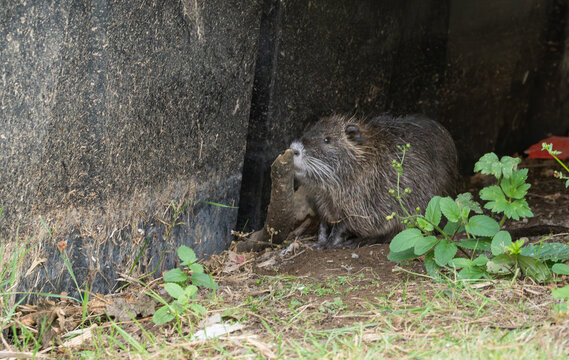 Wild nutria, also known as coypu, sitting near a concrete wall in an urban park. Large semi-aquatic rodent Myocastor coypus on the ground next to green plants. Wildlife and invasive species concept.