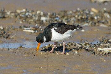 Eurasian oystercatcher (Haematopus ostralegus) foraging for food on a muddy beach at low tide, coastal wading bird with a long orange bill searching for prey among seashells © Badr