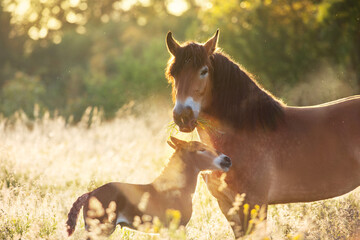 Bay belgian draft mare and foal © callipso88