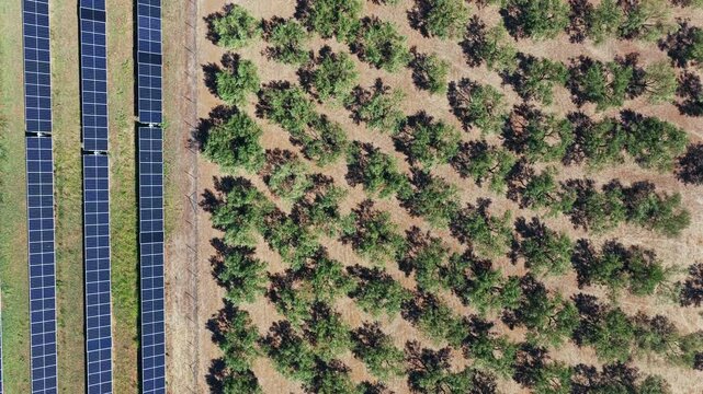 Expansive aerial footage showcasing the contrast between a large-scale solar farm and an adjacent olive tree plantation. Highlighting the intersection of renewable energy and traditional agriculture