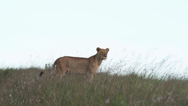 Majestic lioness standing on grassy ridge, wild female lion in African savanna, predatory big cat watching from hilltop horizon