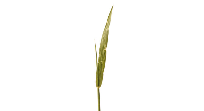 Close-up of a single green grass seed head with a white background