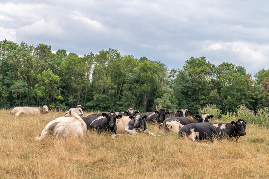 Herd of dairy cows lying down and resting in a dry grass pasture field. Holstein and white cattle chewing the cud on a countryside meadow with trees in the background.