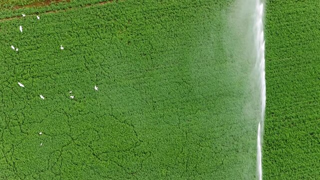 Aerial view of an automated irrigation system spraying water on a vibrant green crop field, while a flock of white egrets follows the sprinkler, enhancing the agricultural landscape