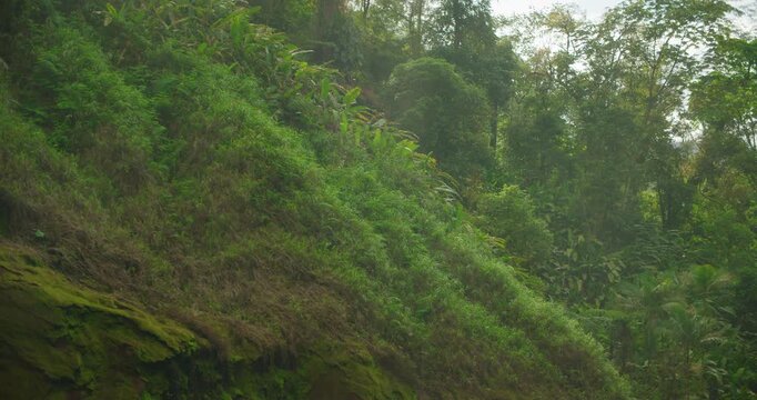 Steep hillside covered in thick vibrant green tropical undergrowth and lush trees in rainforest