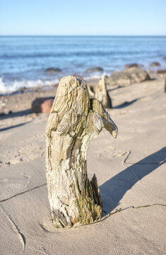 A tree stump on the beach, selective focus.