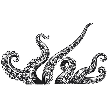 Kraken Octopus Tentacles Vintage Engraving, Hand Drawn Sea Monster Black and White Bottom Border