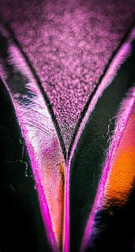 Pink and Purple Iridescent Macro Texture, Abstract Glossy Surfac