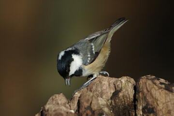 Coal tit (Periparus ater) perched on a weathered tree stump, selective focus, looking down © Badr