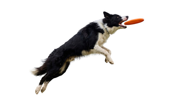 Border Collie dog jumping to catch a flying disc isolated on white background
