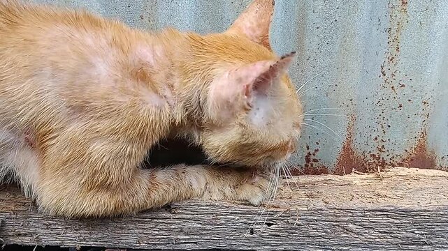 Orange Tabby Cat Scratching Weathered Wooden Surface Outdoors
